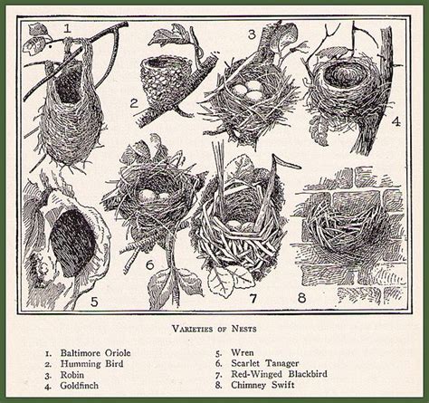 Bird Nest Illustration From The Home Educator Pet Birds Bird Nests