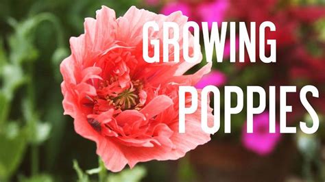 How To Grow Poppies From Seeds In Your Garden