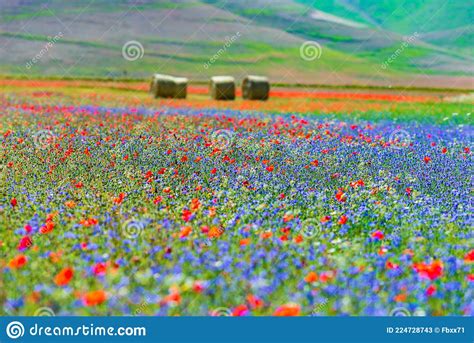 Blooming Cultivated Fields Famous Colourful Flowering Plain In The
