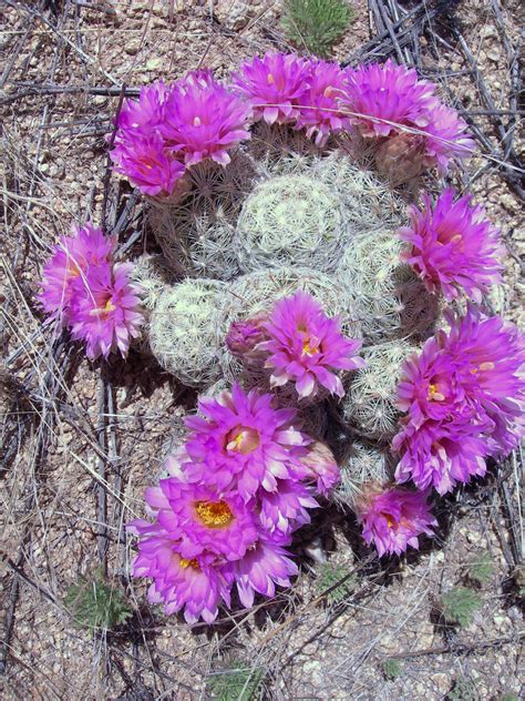 The Arizona Native Plant Society