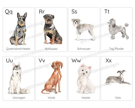 Alphabet Flashcards Printable Dog Breed Flashcards Etsy