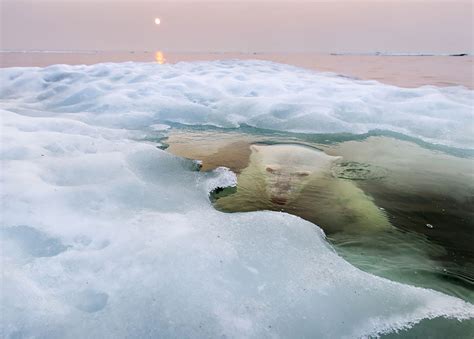 The Winners Of The National Geographic Photo Contest 2013 Demilked