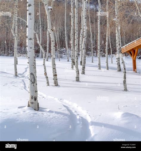 Aspen Trees In Winter On High Resolution Stock Photography And Images