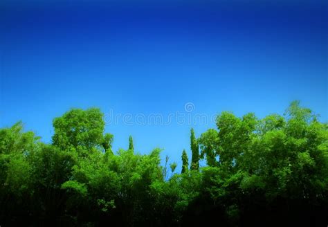 Forest And Blue Sky Stock Photo Image Of Sunny Tree 5206360