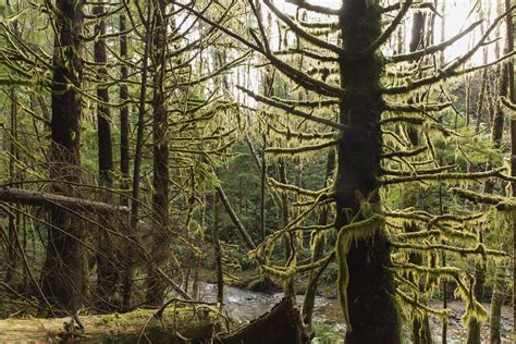 Restoring Old Growth Forests In The Pacific Northwest