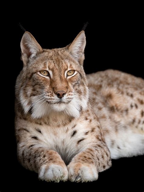 Cat That Looks Like A Lynx