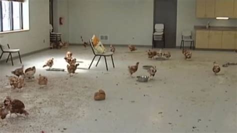 Man Jailed 180 Days For Drunk Driving With 100 Chickens Wvideo Autoblog