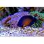 Saltwater Fish Coral & Invertebrates  Aquarium Adventure Chicago
