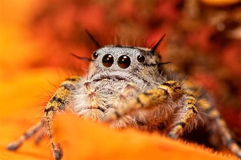 Amazing regal jumping spiders for sale at the lowest prices only at underground reptiles. Phidippus Mystaceus Jumping spider in 2020 | Spider ...