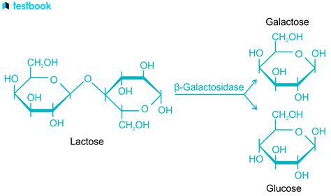 Galactose Formula Structure Properties Uses And Health Hazards