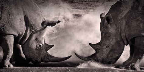 Rhino Battle Dieren Op Wanddecoratie Wallcatcher