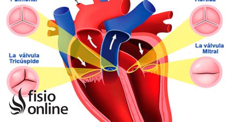 Válvulas Cardíacas Qué Son Dónde Se Encuentran Cuál Es Su Función Y