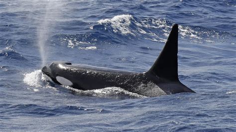 Male Killer Whale Spotted At Point Roadknight Anglesea Herald Sun