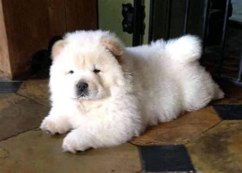 Mini Chow Chow Size Temperament Training Cost And More Chow Chow