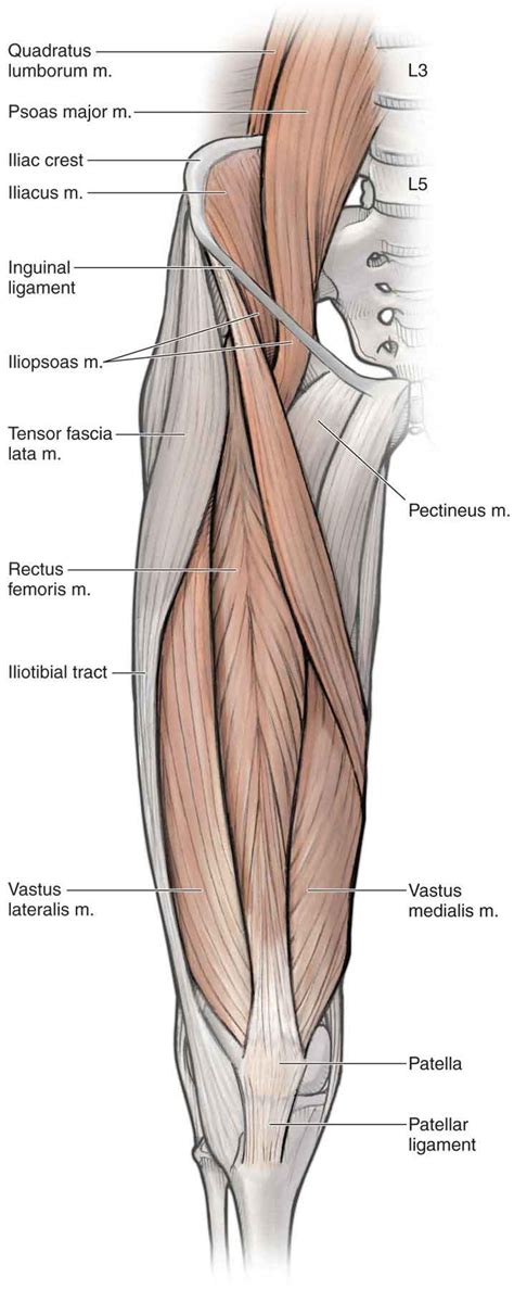 Anatomy Of Thigh And Hip