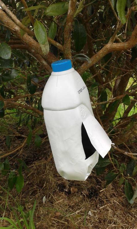 The best clothing moth traps for massive infestations 1.4 ecotastic clothing moth traps: An effective Guava Moth lure/trap recipe for DIY, using ...