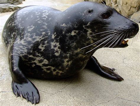 Harbor Seal Online Learning Center Aquarium Of The Pacific