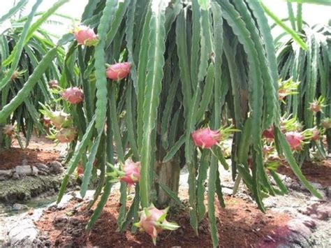 Your dragon fruit cactus should be planted flush with the soil line. Florida Dragon Fruit Tree Plant Cacti Succulent Epiphyllum ...