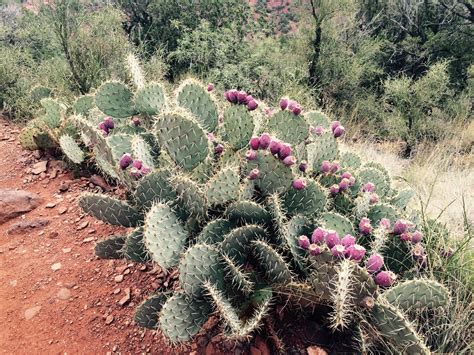 This occurs because the cactus spines have an interesting effect on the water droplets. How do I tell when prickly pears are ripe? : AskCulinary