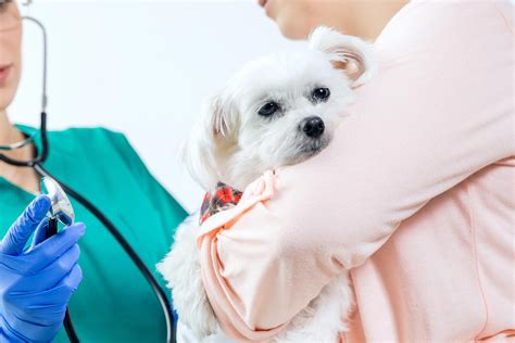 Lymph Node Inflammation Lymphadenopathy In Dogs Symptoms Causes