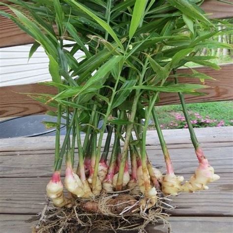Ginger Plant At Rs 5 Piece Herbal Plant Id 17461113112