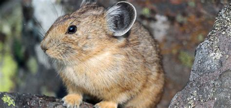 New Evidence Of Two Subspecies Of American Pikas In Rocky Mountain