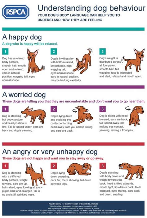 An Essential Guide To Dog Body Language From The Rspca Pete The Vet