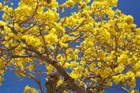 Tabebuia Tree Lindac928 Flickr
