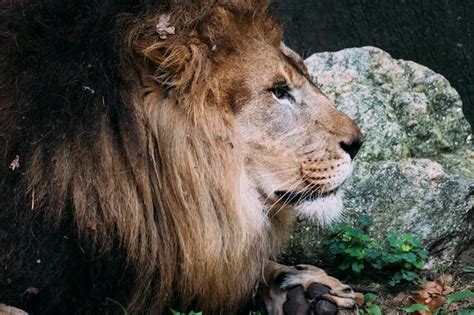 Premium Photo Lion At The Bronx Zoo New York