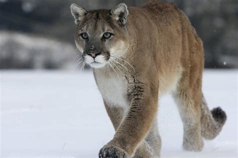 Cougar Chronicles Of Narnia Fanon Wiki Fandom