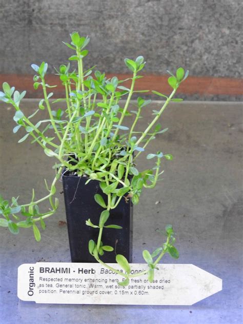 Ph plays an important role in many activities of our everyday life. Brahmi plant | Bacopa monniera - All Rare Herbs ...