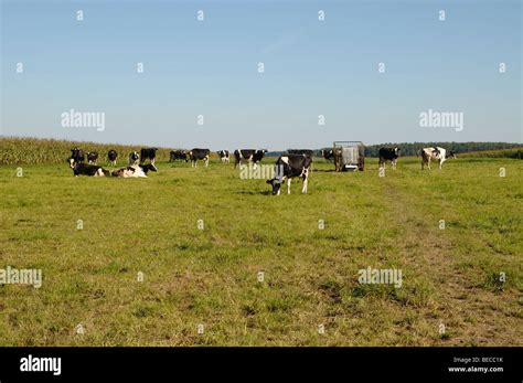Milk Cows On A Pasture Stock Photo Alamy