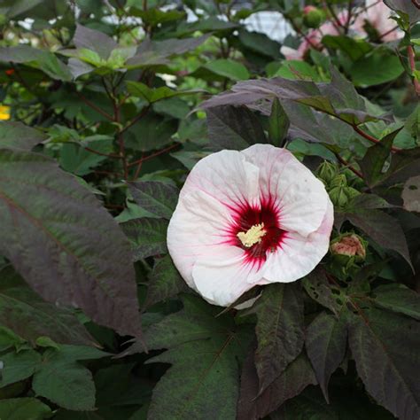 Buy Hibiscus Perfect Storm Plants Online Garden Goods Direct