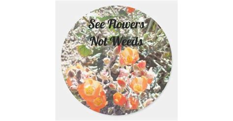 See Flowers Not Weeds Photo Of Desert Globemallow Classic Round Sticker