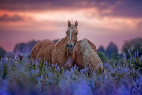 Horses In Flowers Field At Sunrise Stock Image Image Of Pink Black