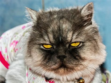 Why Do Persian Cats Cry List Of Causes Why Persian Cats Cry