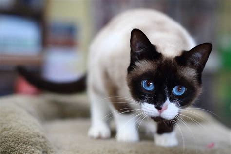 Snowshoe Cat Information And Cat Breed Facts Pets Feed