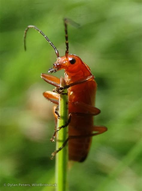 Common Red Soldier Beetle Rhagonycha Fulva Species Wildbristoluk