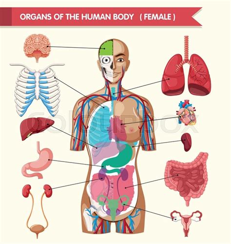 Organs Of The Human Body Diagram Stock Vector