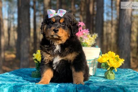 Contact us today and start an exciting journey. Mini Bernedoodle: Bernese Mountain Dog puppy for sale near ...