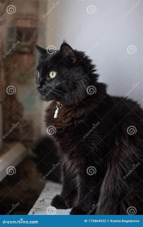 Black Cat Sits And Look Out The Window Stock Photo Image Of Curious