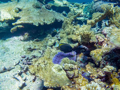 Island Conservation Science Has Spoken Coral Reefs Thrive
