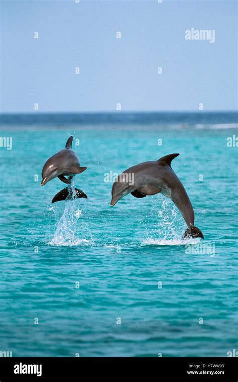 Bottlenose Dolphin Tursiops Truncatus Pair Leaping Caribbean Stock