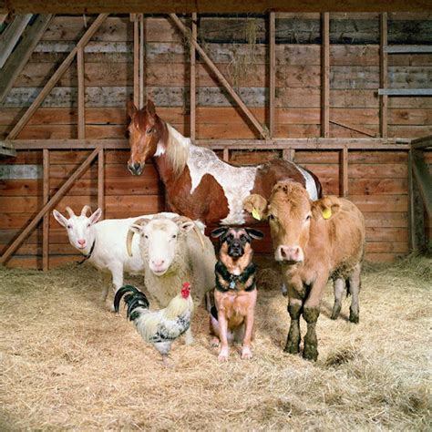 Portraits Of Farm Animals Heavensgraphix
