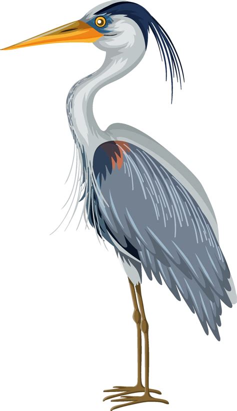 Great Blue Heron In Cartoon Style On White Background 2701997 Vector