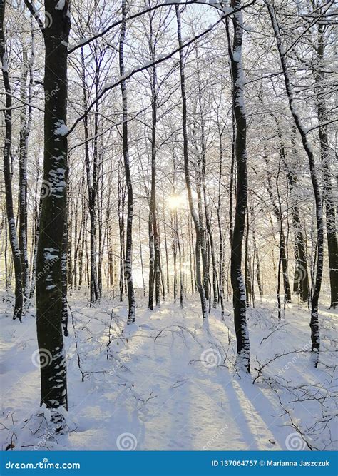 Beautiful Forest During Winter Sunbeams Filter Through The Trees