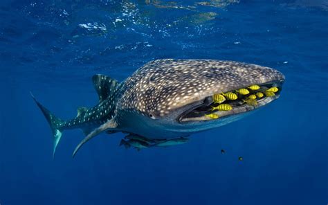 19 Fun Facts About Whale Sharks
