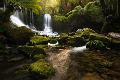 Rainforest Fern Earth Waterfall Forest Rock Greenery Plant