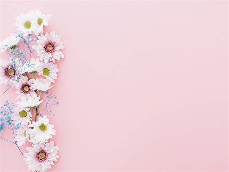 Flowers Of Pink Backgrounds Flowers Pink Templates Free Ppt