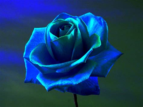 Free Download Rose Blue Rose Flowers Blue Flowers Wallpapers Hd